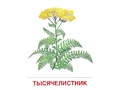Демонстрационные картинки СУПЕР в папке. Цветы полевые (16 шт.)