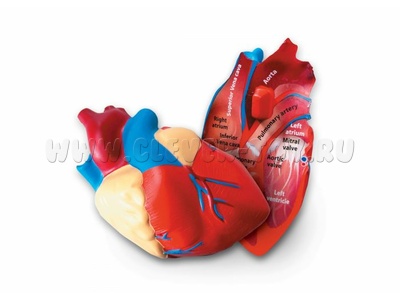 Анатомия. Модель сердца человека (остатки) Анатомия. Модель сердца человека (остатки)