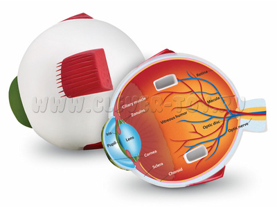 Анатомия. Модель глаза человека Анатомия. Модель глаза человека