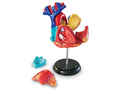 Конструктор "Анатомия человека. Сердце" (29 элементов) Конструктор "Анатомия человека. Сердце" (29 элементов)