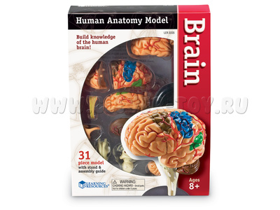 Конструктор "Анатомия человека. Мозг" (31 элемент) Конструктор "Анатомия человека. Мозг" (31 элемент)