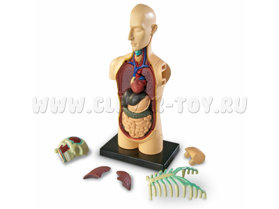 Конструктор "Анатомия человека. Тело" (31 элемент) Конструктор "Анатомия человека. Тело" (31 элемент)