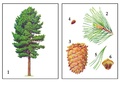 Демонстрационный материал "Деревья наших лесов" Демонстрационный материал "Деревья наших лесов"