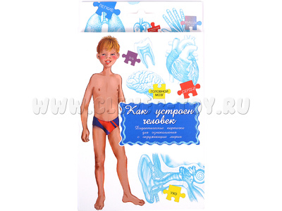 Дидактические карточки "Как устроен человек" Дидактические карточки "Как устроен человек"
