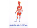Дидактические карточки "Как устроен человек" Дидактические карточки "Как устроен человек"