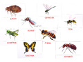 Дидактические карточки "Насекомые" Дидактические карточки "Насекомые"