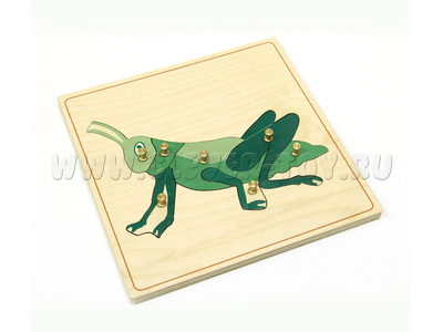 Строение кузнечика (дер.пазлы с контуром) Строение кузнечика (дер.пазлы с контуром)