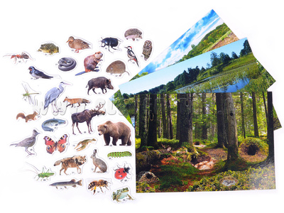 Магнитное развивающее пособие "Кто где живёт." Лес-река-луг