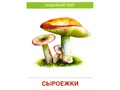 Демонстрационные картинки СУПЕР. Грибы (16 шт.) Демонстрационные картинки СУПЕР. Грибы (16 шт.)