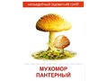 Демонстрационные картинки СУПЕР. Грибы (16 шт.) Демонстрационные картинки СУПЕР. Грибы (16 шт.)