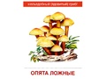 Демонстрационные картинки СУПЕР. Грибы (16 шт.) Демонстрационные картинки СУПЕР. Грибы (16 шт.)
