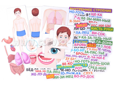 Магнитное развивающее пособие: "Тело человека: первые вопросы - первые ответы" Магнитное развивающее пособие: "Тело человека: первые вопросы - первые ответы"