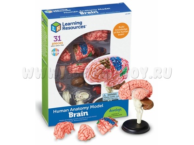 Конструктор "Анатомия человека. Мозг" (31 элемент)